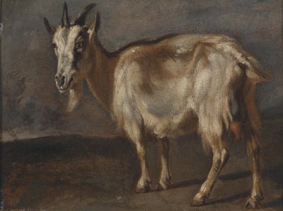 Study of a Goat by Pieter or Peter Boel